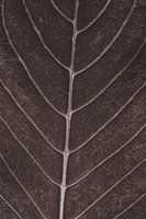 Braun geädertes Oberteil mit Vintage-Look