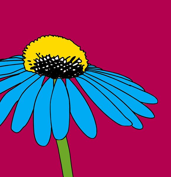 Gemeiner Sonnenhut von Kay Weber