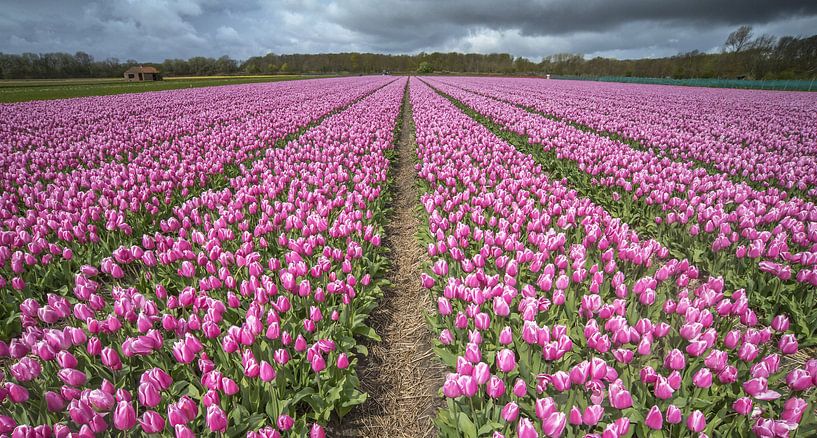 Roze tulpenveld von Gonnie van de Schans