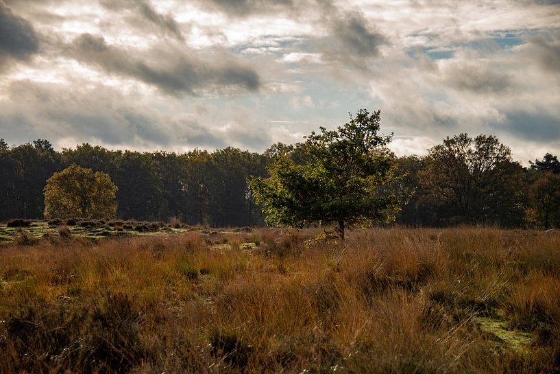 Groote Peel von Kimberly Linders