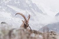 Steinbock in den Bergen | Landschaftsfotografie Chamonix