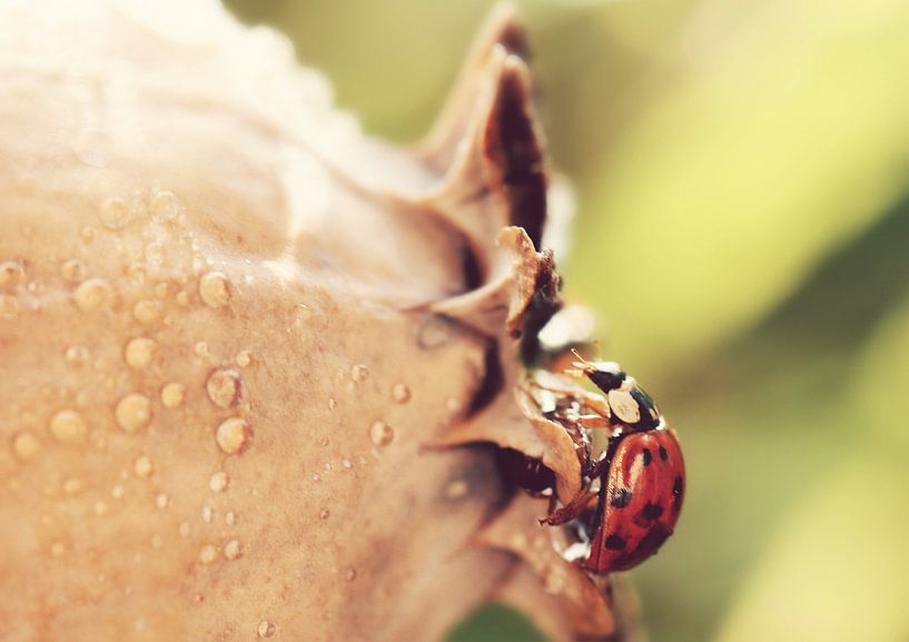 Glückskäfer 3 von Heike Hultsch