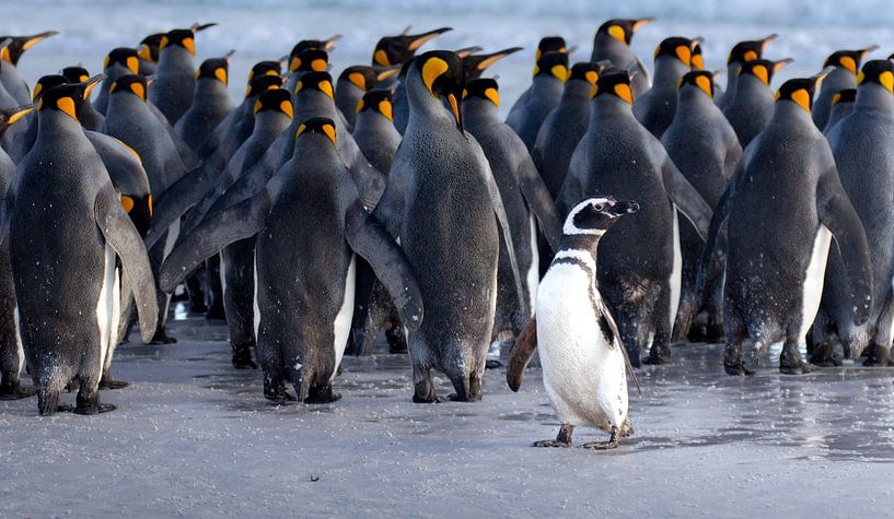 Photobomb!! von Claudia van Zanten