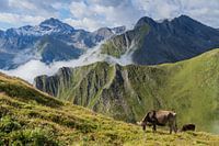 Samnaun, grazende koeien