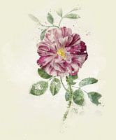 Roos, Pieter Withoos