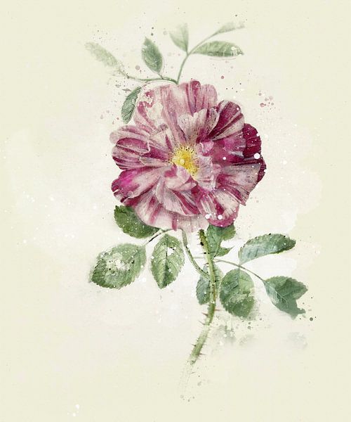 Roos, Pieter Withoos by zippora wiese