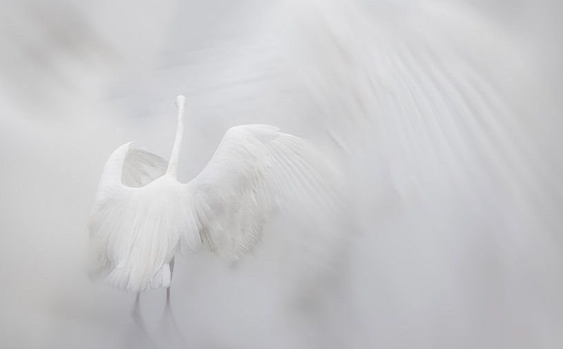 Der tanzende Reiher von natascha verbij