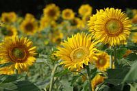 Tournesols jaune vif en pleine floraison