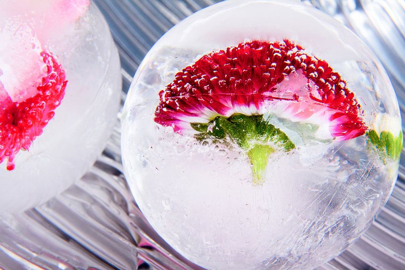 Bellis dans la glace cristalline 3 par Marc Heiligenstein