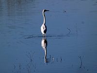 Une pose majestueuse en bleu