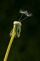 Löwenzahn - allein ist halt so allein