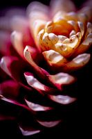 Broméliacées exotiques