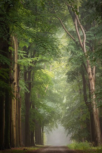 Lost my mind and found my soul by Roelie Steinmann