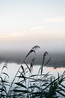 Les roseaux comme des ombres sur le lever du soleil