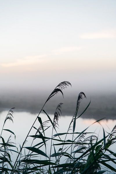 Les roseaux comme des ombres sur le lever du soleil par Stories by Pien