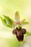 Ophrys hybride 