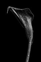 Calla lily - drops