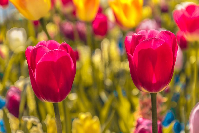 Een kleurvol veld tulpen par Stedom Fotografie