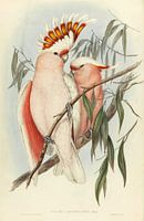 Rosa Breating Cockatoo, John Gould