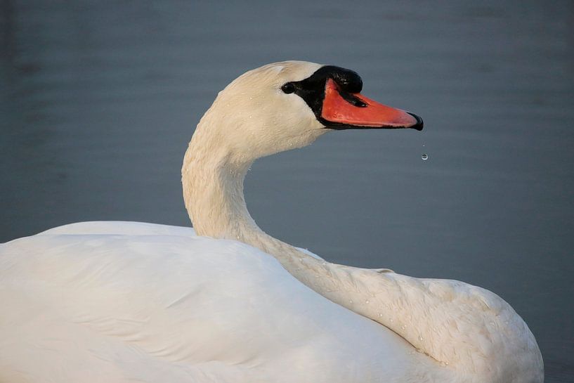 Mute swan by Frank Smedts
