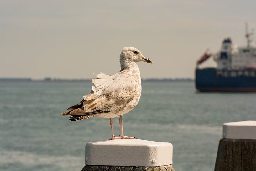 Meeuwen en schepen aan de rede van Vlissingen van Zaankanteropavontuur