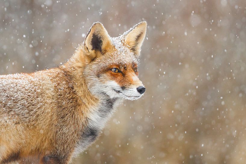 Schnee :-) von Pim Leijen