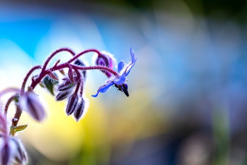 Evening visit by Harald Schottner