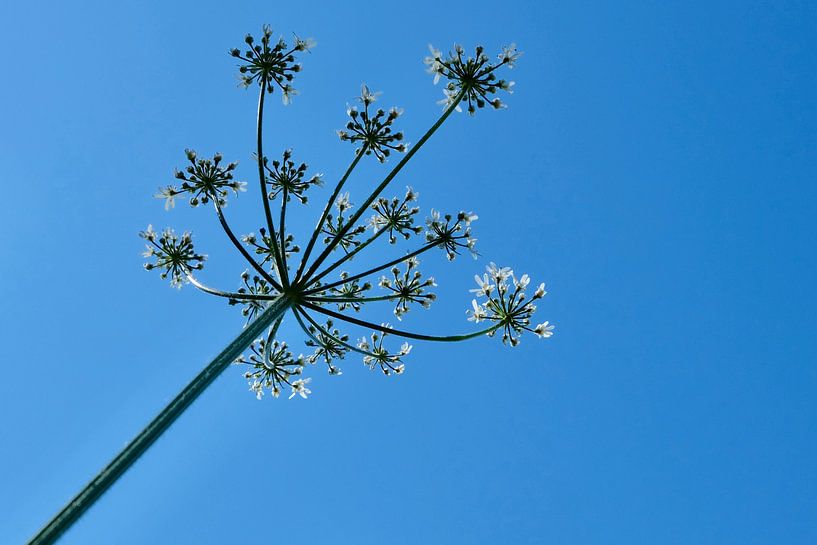 Heracleum agains a blue sky by Ingrid Meuleman