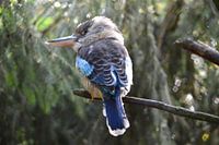 Lachender Vogel, Kookaburra, Eisvogel blauer Vogel