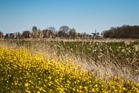 The typical Dutch spring