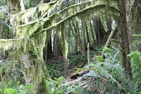 Regenwoud op Vancouver Island