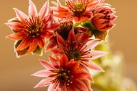 Spinnennetz-Haus-Look