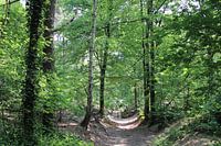 Rinnen auf dem Waldweg
