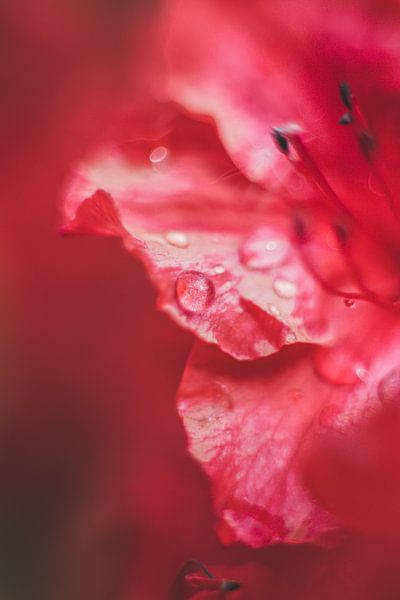 Regentropfen von Yara Verstappen