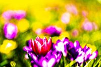 Schilderachtige kleurrijke bloemen