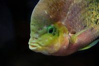 Paneetroplus synspilus auf schwarz