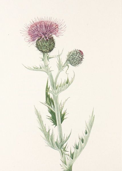 Prairie Thistle From North American Wildflowers (1925) By Mary Vaux Walcott. par Pictufy 