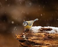 Blue tit