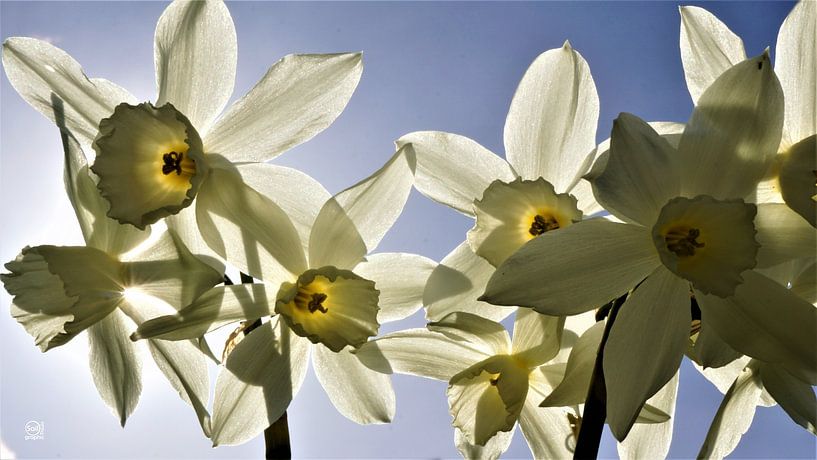 Blühende Narzissen mit einem frühlingshaften blauen Himmel im Hintergrund. von Sailographic Paula