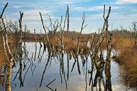Bargerveen im Spiegelbild