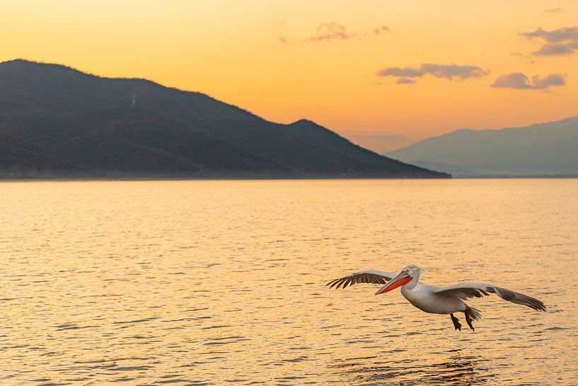 Krauskopfpelikan in schönem Licht von Kris Hermans