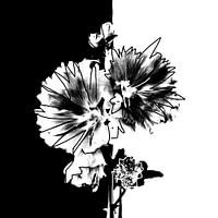 Gegensätze ziehen sich an | Schwarz und Weiß