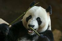 Portrait Panda géant