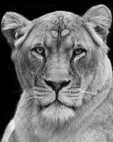 Nahaufnahme einer Löwin in Schwarz-Weiß