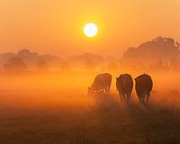 Curious cows at sunrise