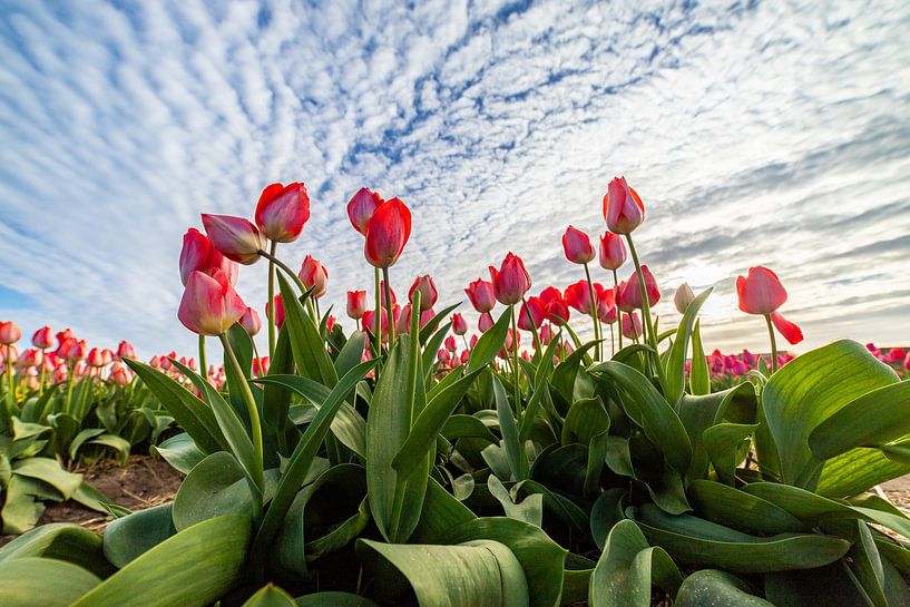 Rote Tulpen von Yanuschka | Fotografie Noordwijk