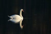 Mute Swan