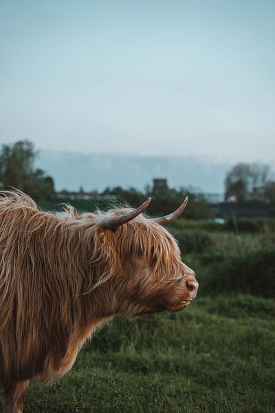 Highland cow by Liz Schoonenberg