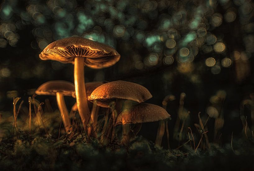 Autumn image by Jan van der Linden