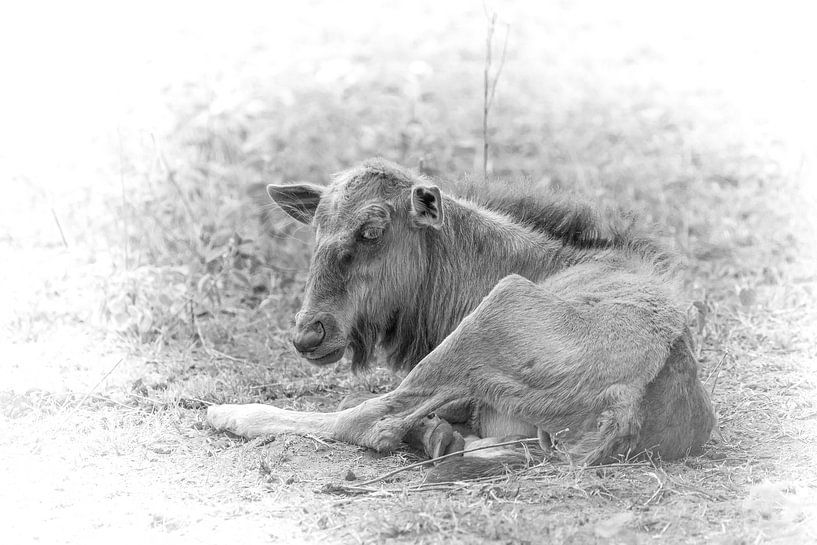 Un jeune gnou. par Gunter Nuyts